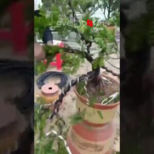 Artistic bonsai pruning techniques! #21 #lovebonsai #bonsai #bonsaiart #bonsaitree