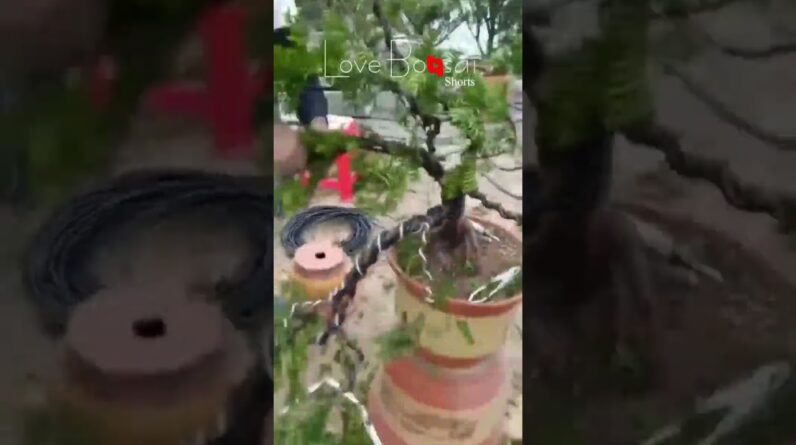 Artistic bonsai pruning techniques! #21 #lovebonsai #bonsai #bonsaiart #bonsaitree