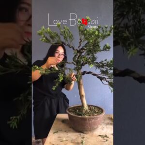 Artistic bonsai pruning techniques! #22 #lovebonsai #bonsai #bonsaiart #bonsaitree