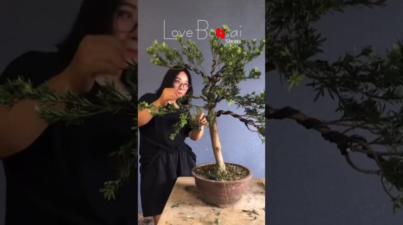 Artistic bonsai pruning techniques! #22 #lovebonsai #bonsai #bonsaiart #bonsaitree