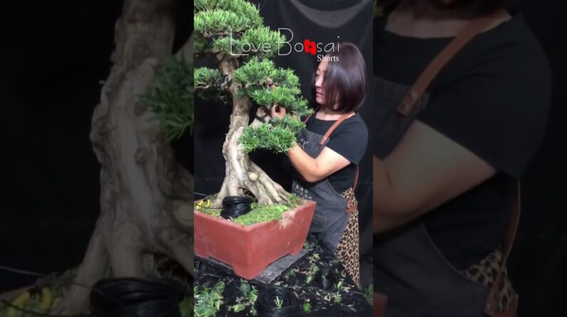 Artistic bonsai pruning techniques! #23 #lovebonsai #bonsai #bonsaiart #bonsaitree