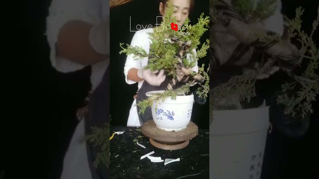 Artistic bonsai pruning techniques! #24 #lovebonsai #bonsai #bonsaiart #bonsaitree