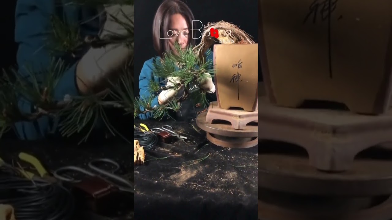 Artistic bonsai pruning techniques! #25 #lovebonsai #bonsai #bonsaiart #bonsaitree