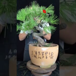 Artistic bonsai pruning techniques! #26 #lovebonsai #bonsai #bonsaiart #bonsaitree