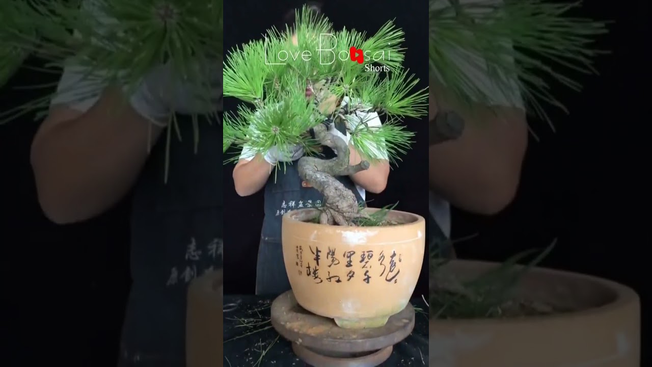 Artistic bonsai pruning techniques! #26 #lovebonsai #bonsai #bonsaiart #bonsaitree