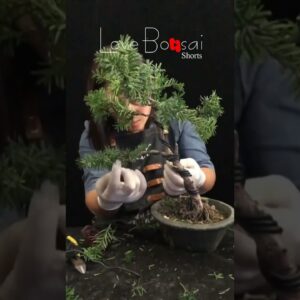 Artistic bonsai pruning techniques! #27 #lovebonsai #bonsai #bonsaiart #bonsaitree