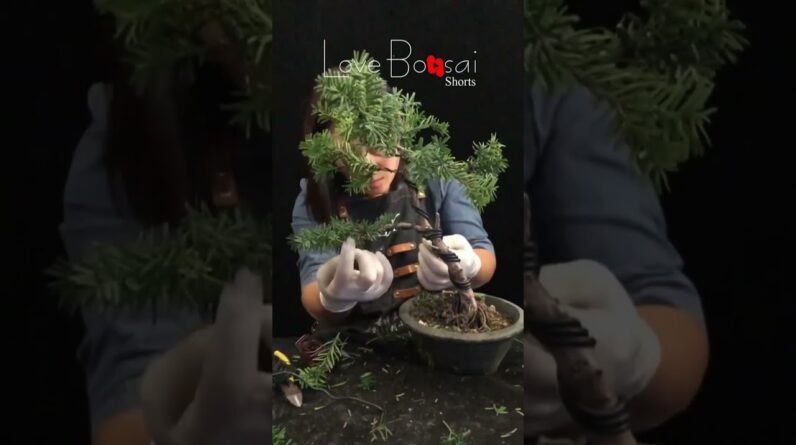 Artistic bonsai pruning techniques! #27 #lovebonsai #bonsai #bonsaiart #bonsaitree