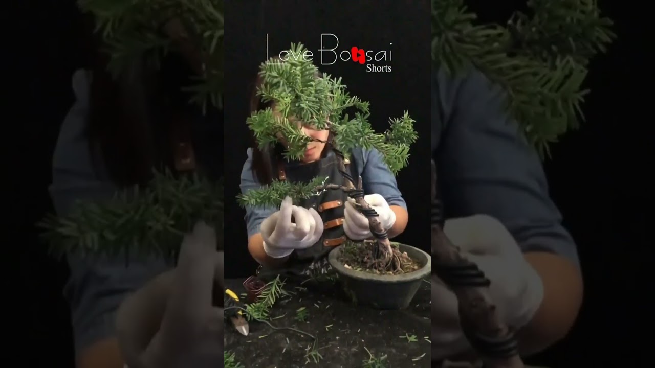 Artistic bonsai pruning techniques! #27 #lovebonsai #bonsai #bonsaiart #bonsaitree