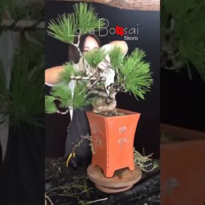 Artistic bonsai pruning techniques! #29 #lovebonsai #bonsai #bonsaiart #bonsaitree