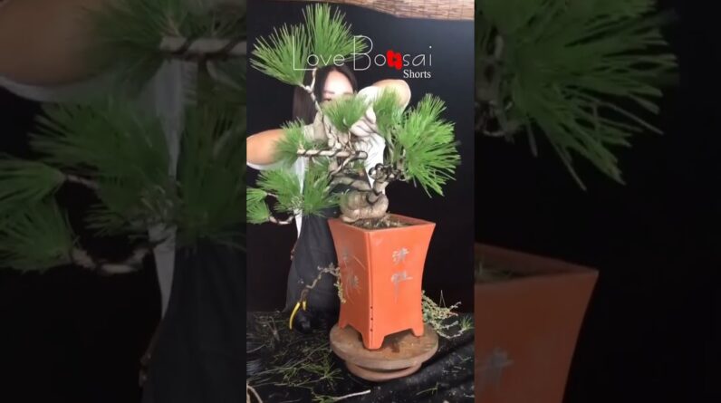 Artistic bonsai pruning techniques! #29 #lovebonsai #bonsai #bonsaiart #bonsaitree