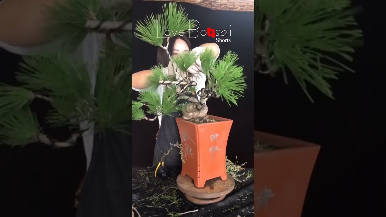 Artistic bonsai pruning techniques! #29 #lovebonsai #bonsai #bonsaiart #bonsaitree