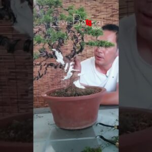 Artistic bonsai pruning techniques! #30 #lovebonsai #bonsai #bonsaiart #bonsaitree