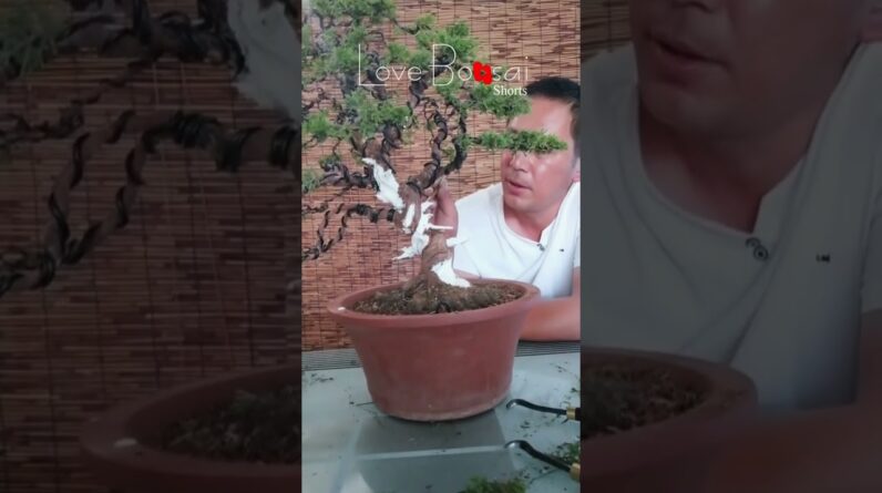 Artistic bonsai pruning techniques! #30 #lovebonsai #bonsai #bonsaiart #bonsaitree