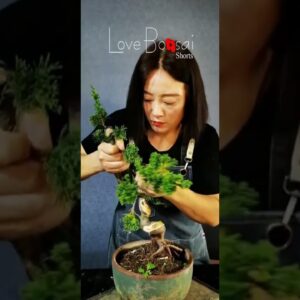 Artistic bonsai pruning techniques! #31 #lovebonsai #bonsai #bonsaiart #bonsaitree