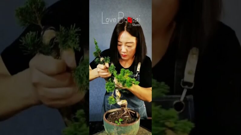 Artistic bonsai pruning techniques! #31 #lovebonsai #bonsai #bonsaiart #bonsaitree