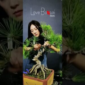 Artistic bonsai pruning techniques! #32 #lovebonsai #bonsai #bonsaiart #bonsaitree