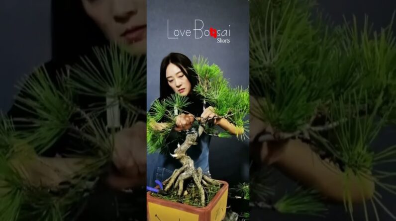 Artistic bonsai pruning techniques! #32 #lovebonsai #bonsai #bonsaiart #bonsaitree