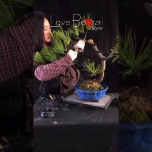 Artistic bonsai pruning techniques! #33 #lovebonsai #bonsai #bonsaiart #bonsaitree