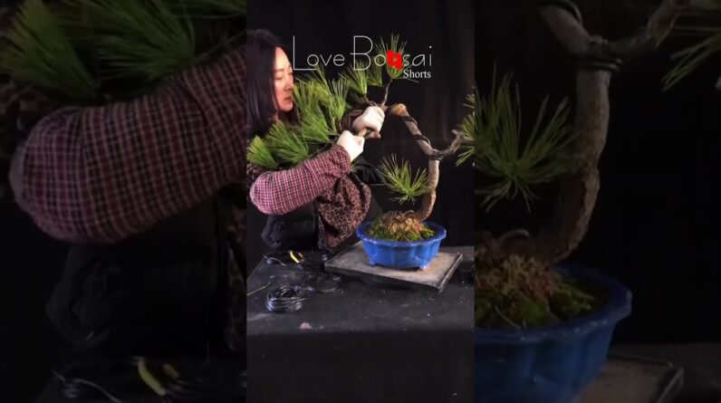 Artistic bonsai pruning techniques! #33 #lovebonsai #bonsai #bonsaiart #bonsaitree