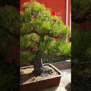 Artistic bonsai pruning techniques! #34 #lovebonsai #bonsai #bonsaiart #bonsaitree