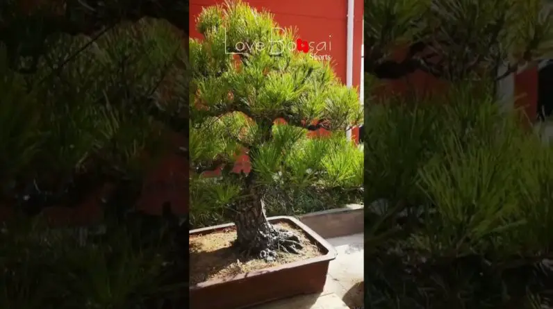 Artistic bonsai pruning techniques! #34 #lovebonsai #bonsai #bonsaiart #bonsaitree