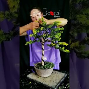 Artistic bonsai pruning techniques! #35 #lovebonsai #bonsai #bonsaiart #bonsaitree