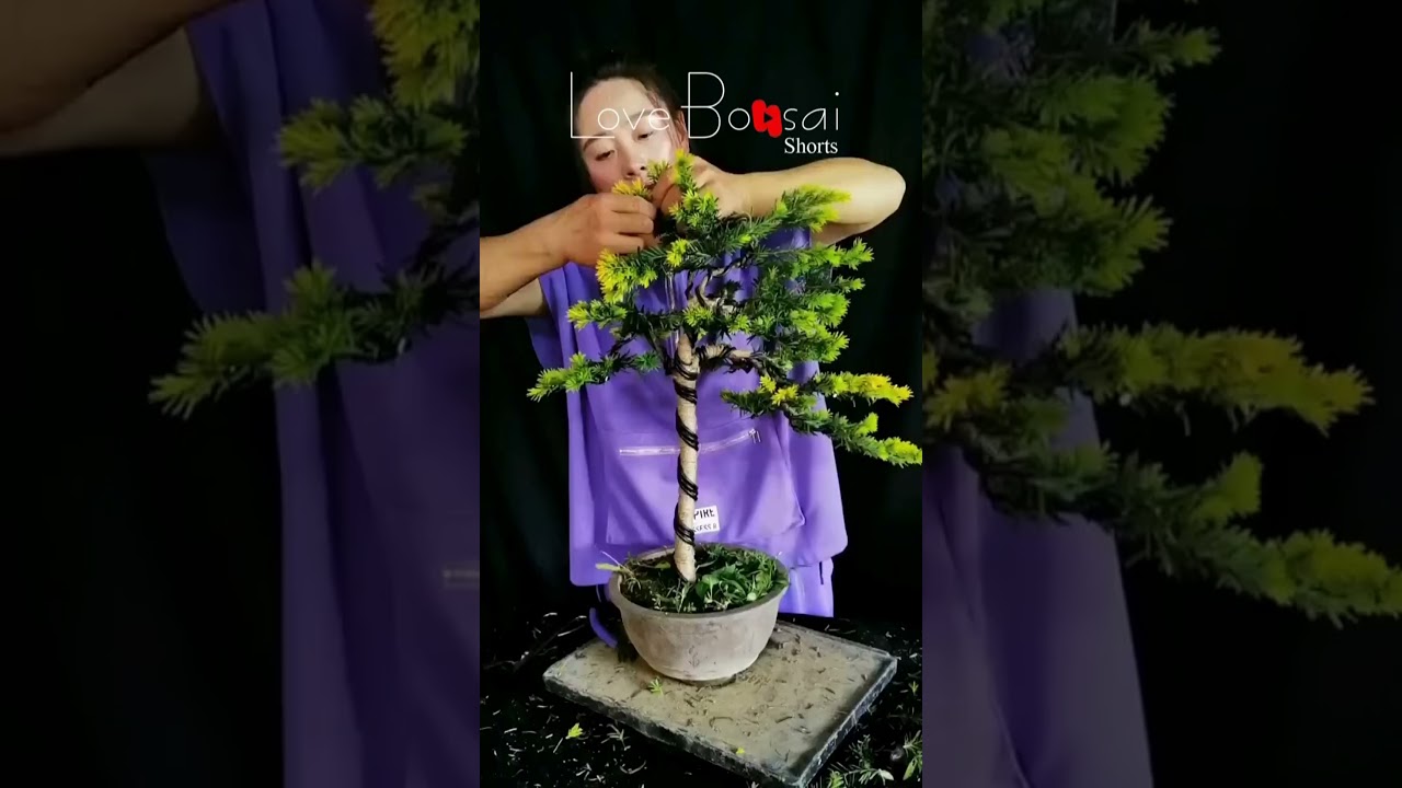 Artistic bonsai pruning techniques! #35 #lovebonsai #bonsai #bonsaiart #bonsaitree