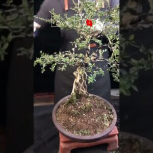 Artistic bonsai pruning techniques! #36 #lovebonsai #bonsai #bonsaiart #bonsaitree