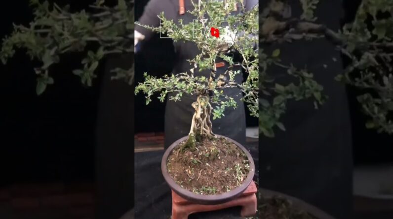 Artistic bonsai pruning techniques! #36 #lovebonsai #bonsai #bonsaiart #bonsaitree