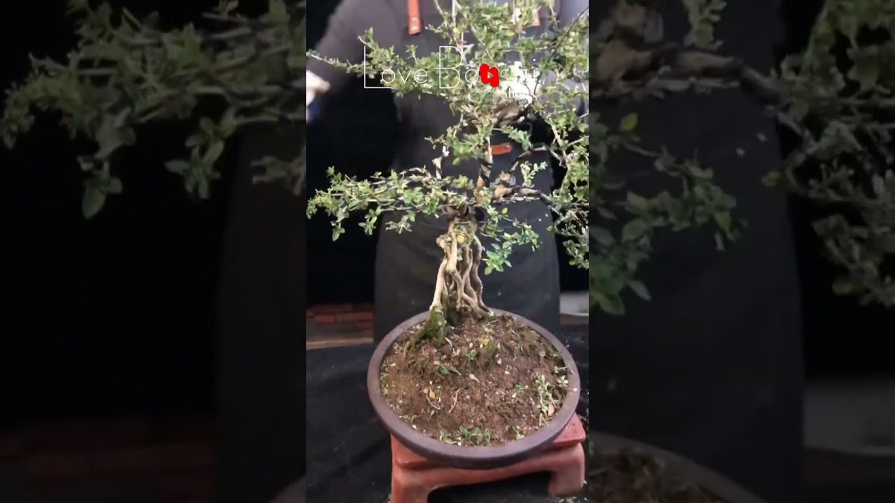 Artistic bonsai pruning techniques! #36 #lovebonsai #bonsai #bonsaiart #bonsaitree