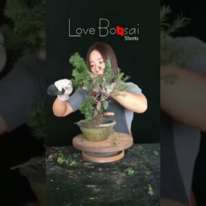 Artistic bonsai pruning techniques! #39 #lovebonsai #bonsai #bonsaiart #bonsaitree