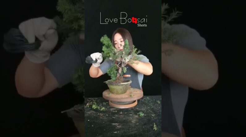 Artistic bonsai pruning techniques! #39 #lovebonsai #bonsai #bonsaiart #bonsaitree