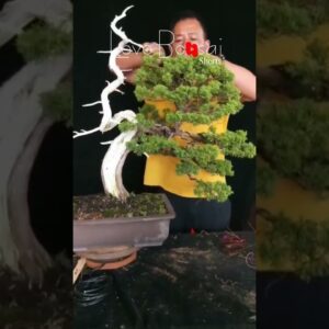 Artistic bonsai pruning techniques! #40 #lovebonsai #bonsai #bonsaiart #bonsaitree