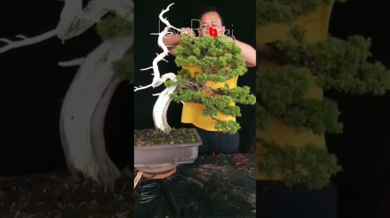 Artistic bonsai pruning techniques! #40 #lovebonsai #bonsai #bonsaiart #bonsaitree