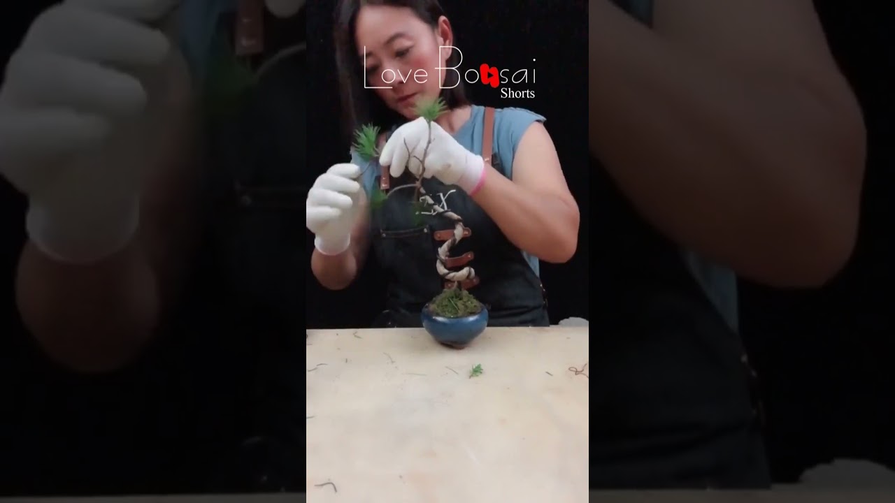 Artistic bonsai pruning techniques! #41 #lovebonsai #bonsai #bonsaiart #bonsaitree