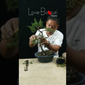 Artistic bonsai pruning techniques! #42 #lovebonsai #bonsai #bonsaiart #bonsaitree