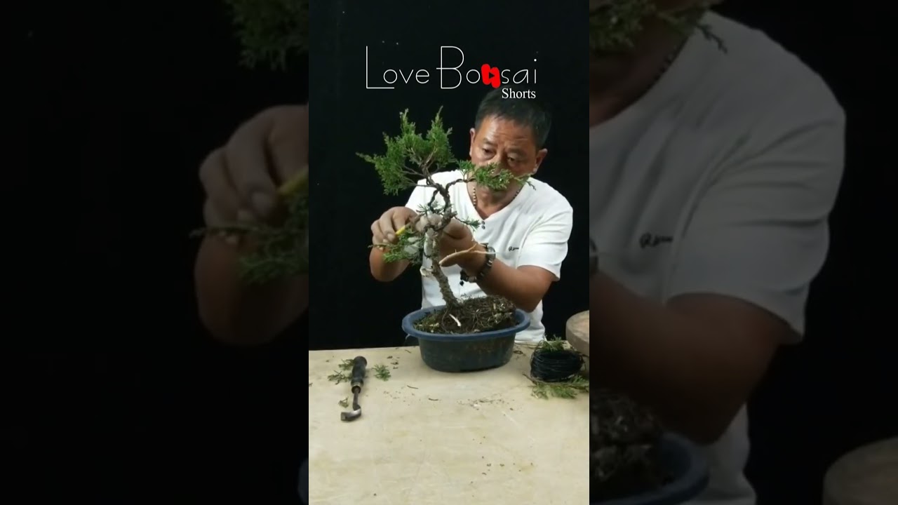 Artistic bonsai pruning techniques! #42 #lovebonsai #bonsai #bonsaiart #bonsaitree