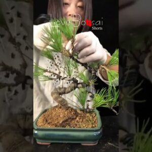 Artistic bonsai pruning techniques! #44 #lovebonsai #bonsai #bonsaiart #bonsaitree