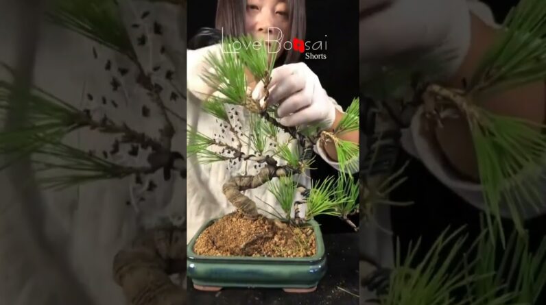 Artistic bonsai pruning techniques! #44 #lovebonsai #bonsai #bonsaiart #bonsaitree