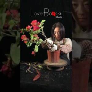 Artistic bonsai pruning techniques! #46 #lovebonsai #bonsai #bonsaiart #bonsaitree