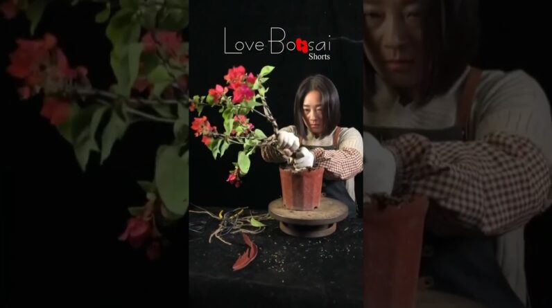 Artistic bonsai pruning techniques! #46 #lovebonsai #bonsai #bonsaiart #bonsaitree