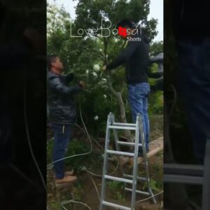 Artistic bonsai pruning techniques! #47 #lovebonsai #bonsai #bonsaiart #bonsaitree