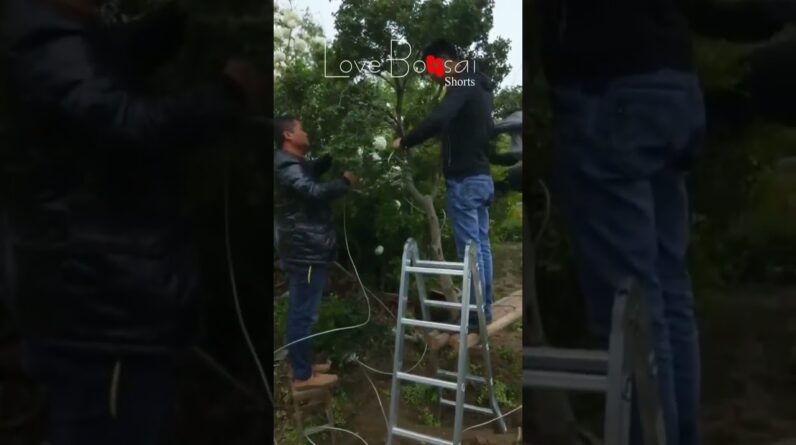 Artistic bonsai pruning techniques! #47 #lovebonsai #bonsai #bonsaiart #bonsaitree