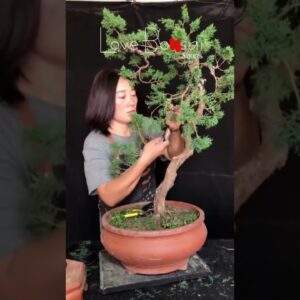 Artistic bonsai pruning techniques! #48 #lovebonsai #bonsai #bonsaiart #bonsaitree