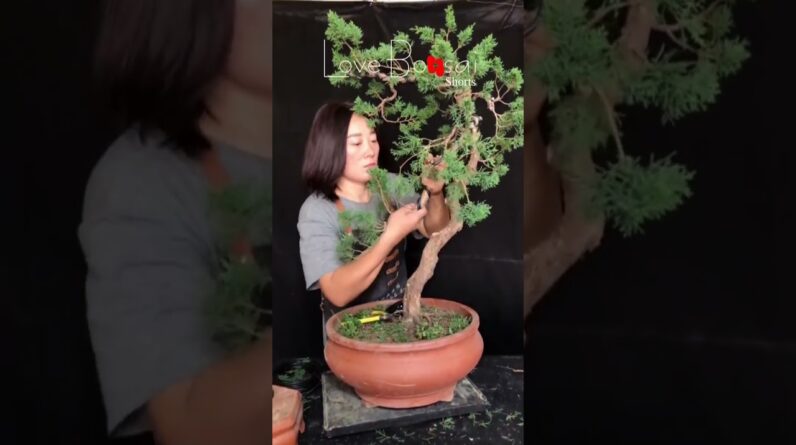 Artistic bonsai pruning techniques! #48 #lovebonsai #bonsai #bonsaiart #bonsaitree