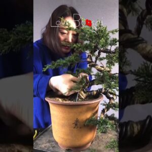 Artistic bonsai pruning techniques! #49 #lovebonsai #bonsai #bonsaiart #bonsaitree