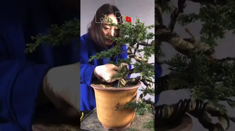 Artistic bonsai pruning techniques! #49 #lovebonsai #bonsai #bonsaiart #bonsaitree