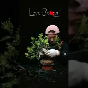 Artistic bonsai pruning techniques! #50 #lovebonsai #bonsai #bonsaiart #bonsaitree