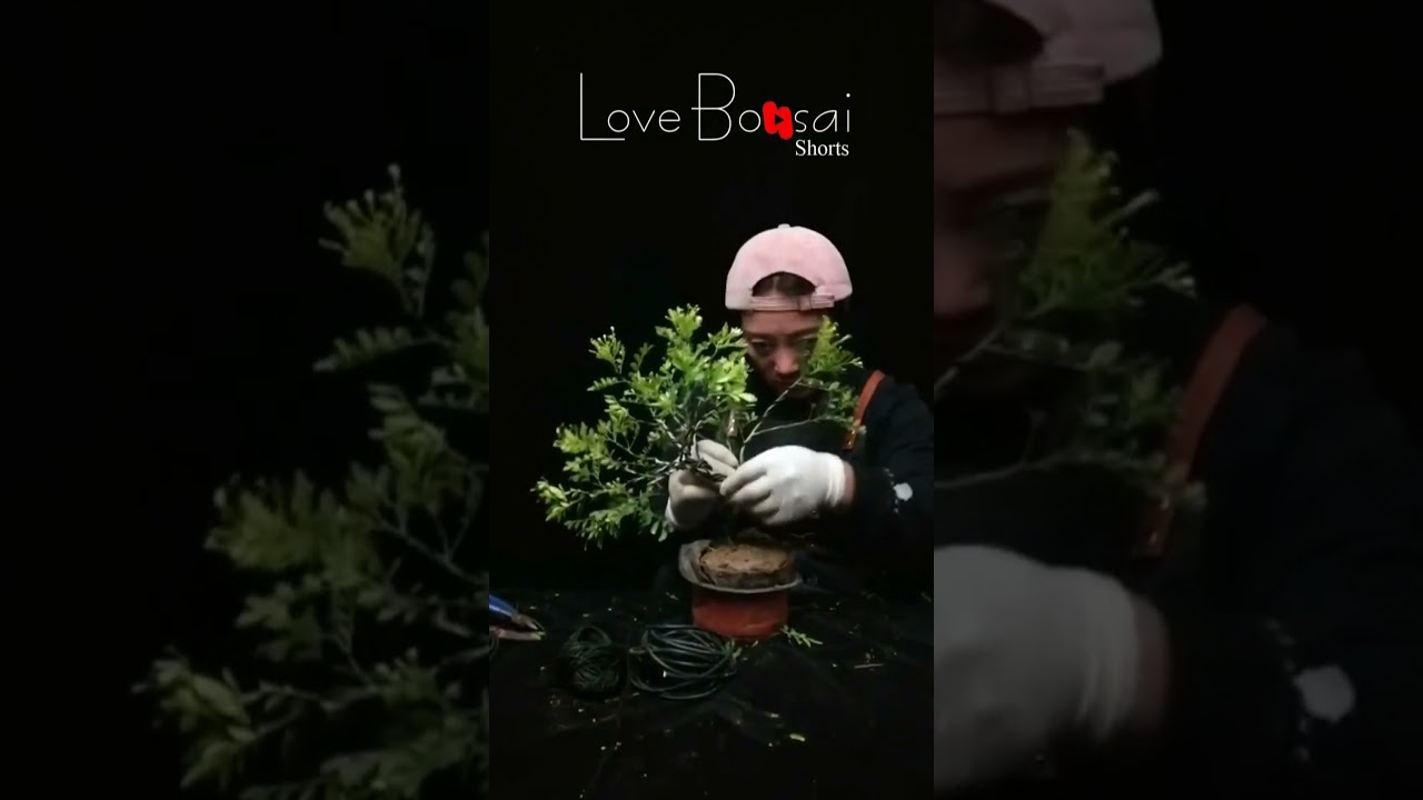 Artistic bonsai pruning techniques! #50 #lovebonsai #bonsai #bonsaiart #bonsaitree