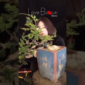 Artistic bonsai pruning techniques! #51 #lovebonsai #bonsai #bonsaiart #bonsaitree